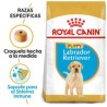 Royal Canin Cachorro Labrador Retriever 13.6kg