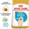 Royal Canin Golden Retriever para Cachorro  13.6kg